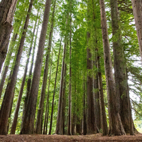 Thumb redwoods 2