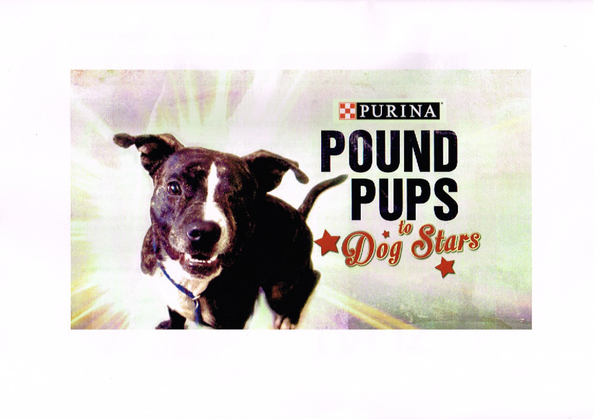 Pound pups 1
